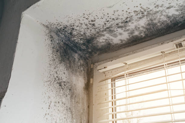 Affordable Crawl Space Mold Removal solutions in Chantilly, VA